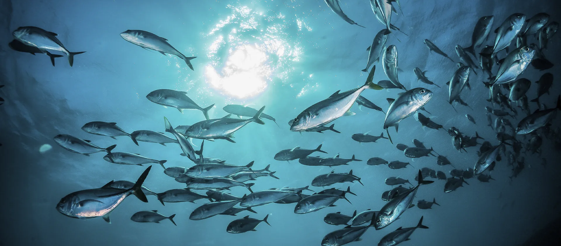 M&G Sea Food Comercialización Internacional de Alimentos (4)